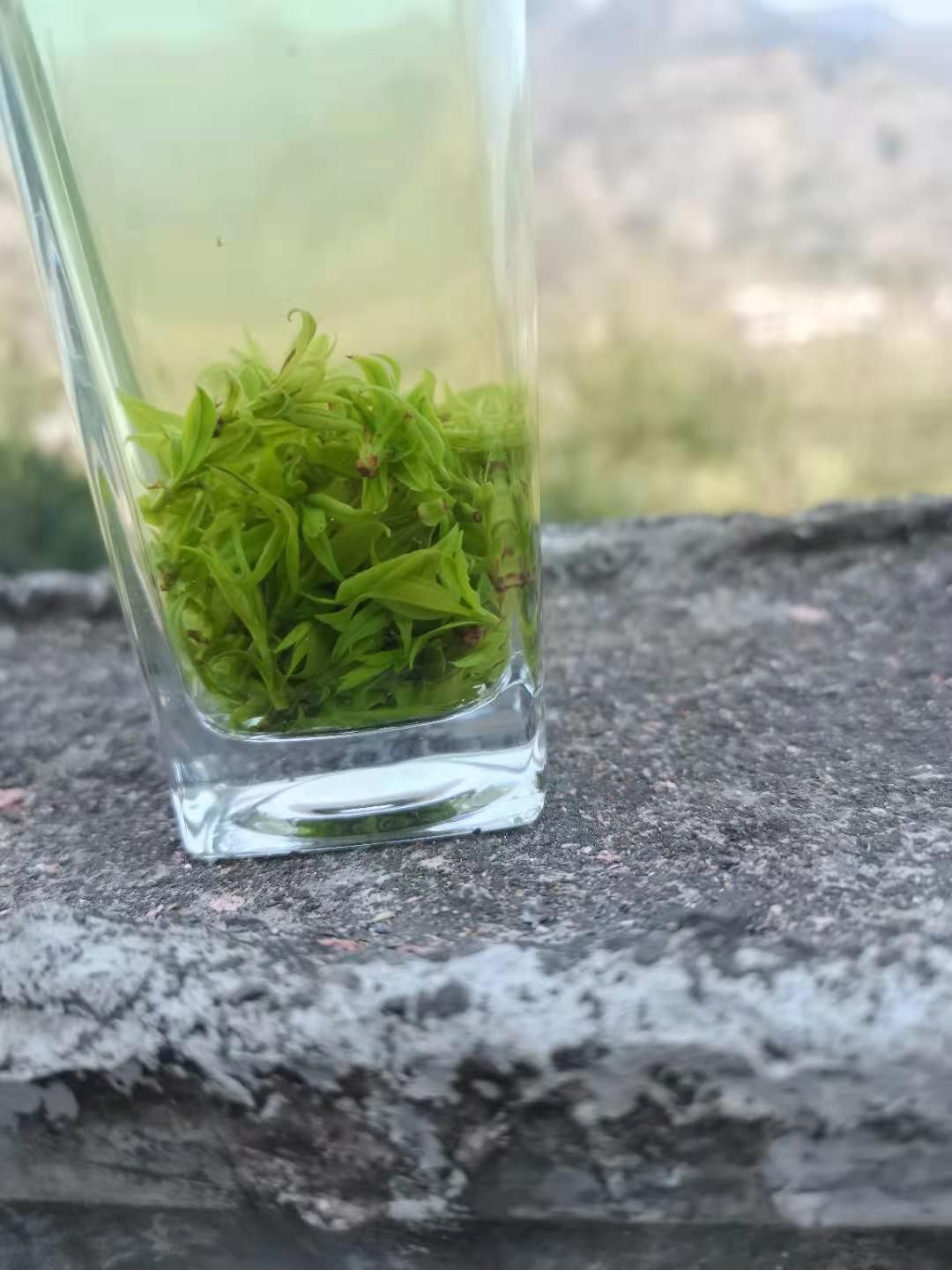 苦丁茶  小叶苦丁米芽茶