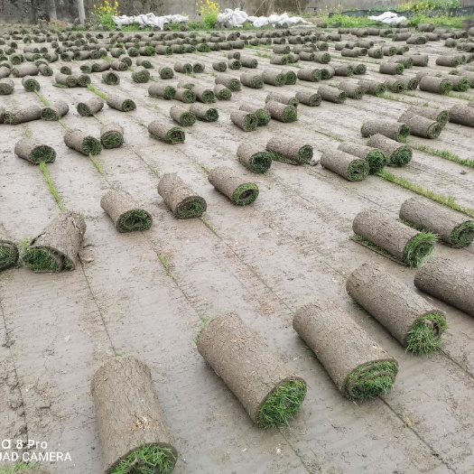 什邡市黑麦草  大量出售 混播草坪