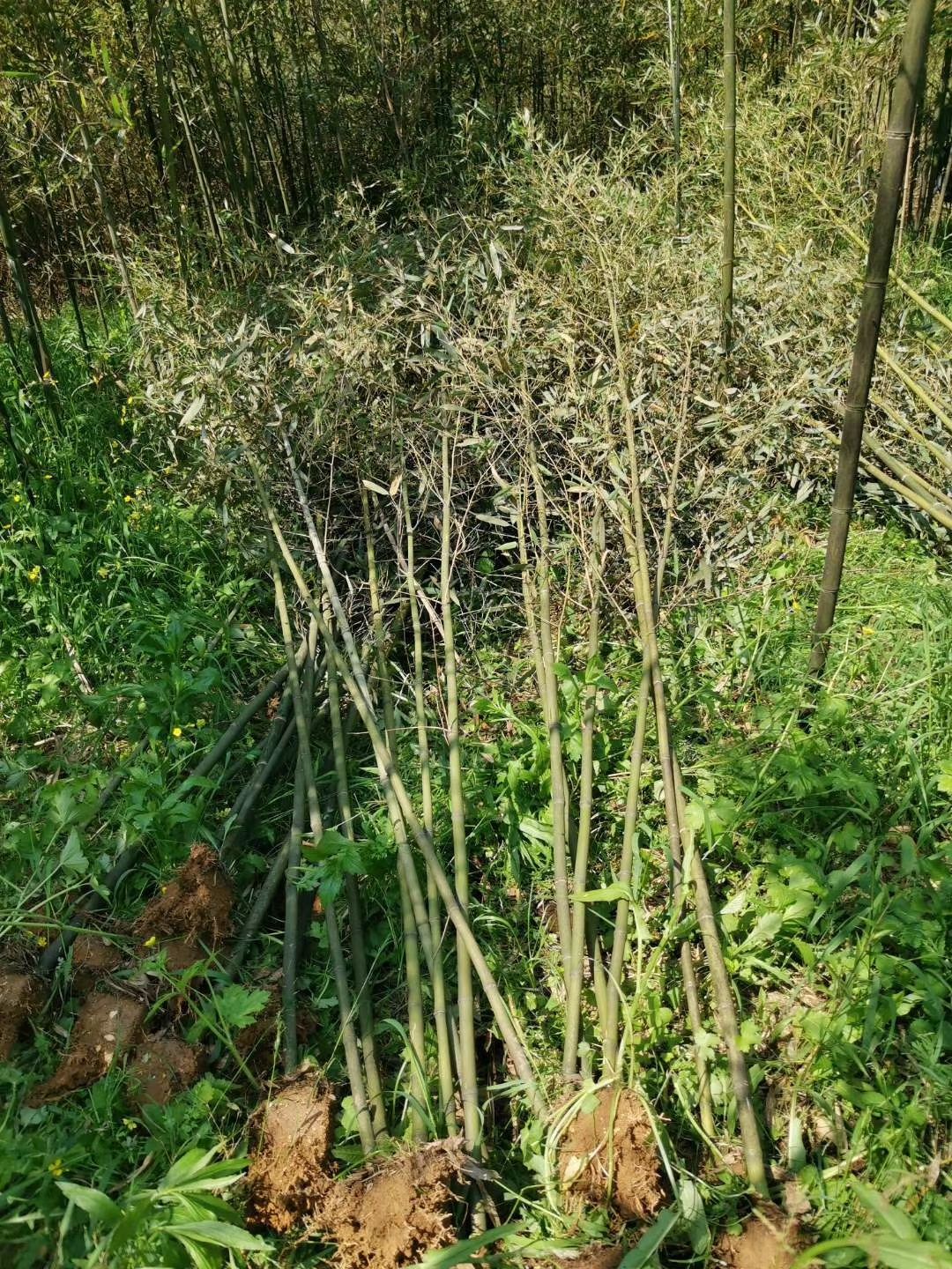  刚竹苗
