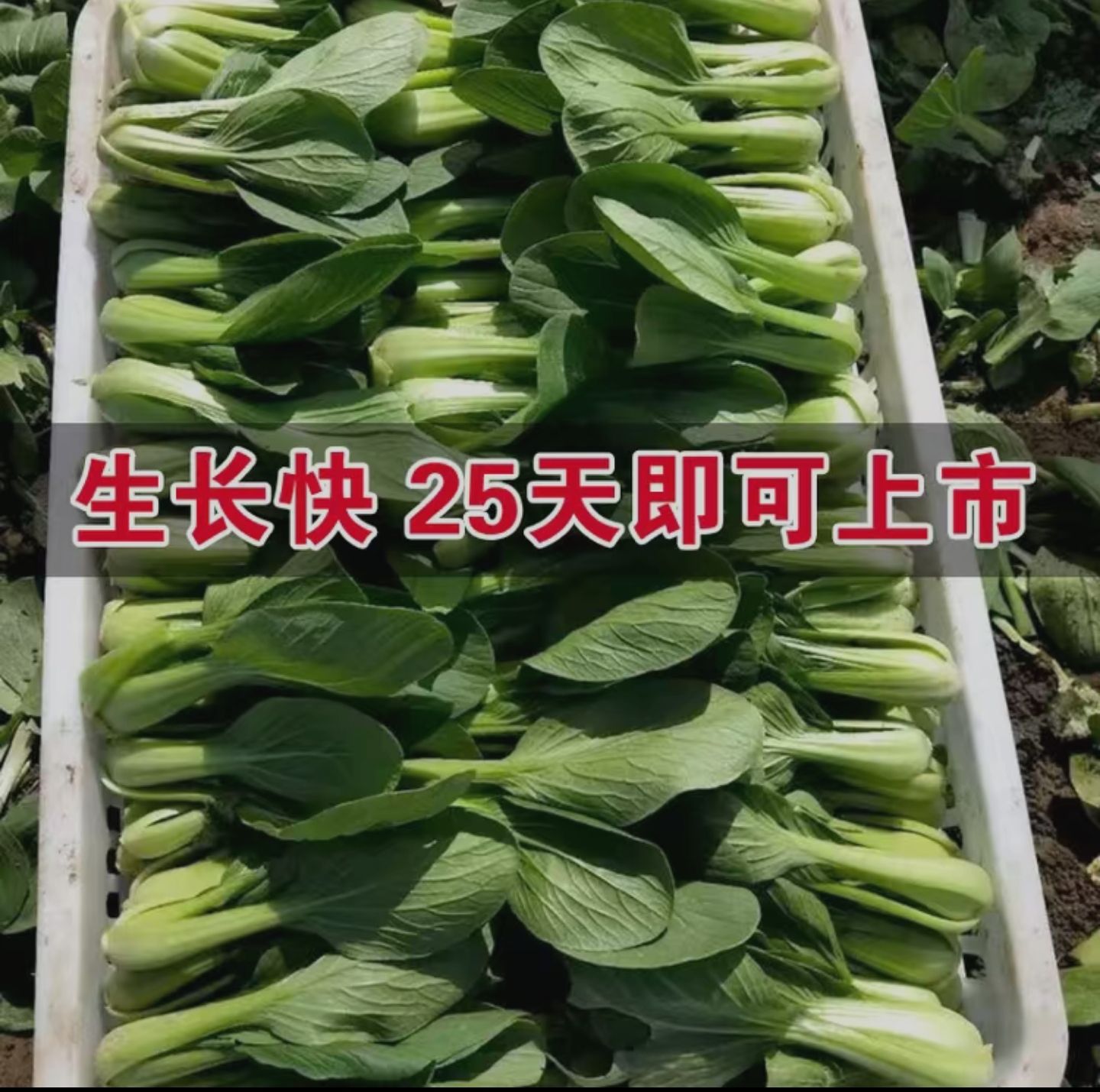 上海青种子 油菜上海青鸡毛菜 蔬菜种子阳台种菜盆栽春秋四季播菜 春夏秋冬