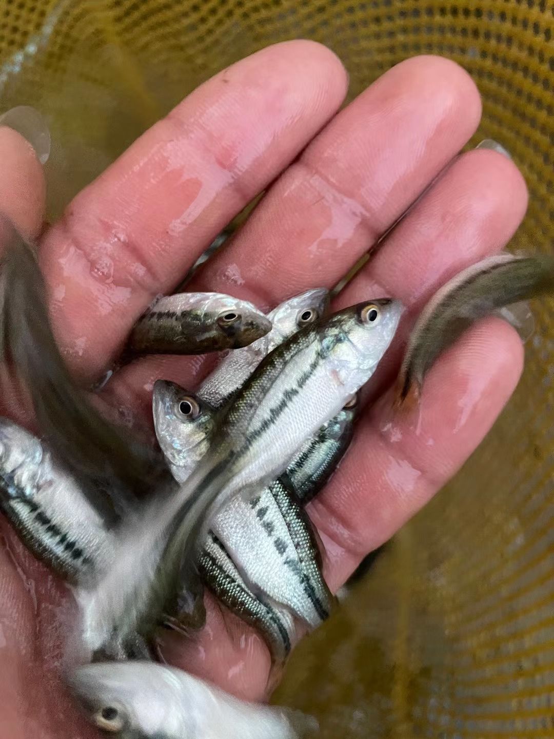 加州鱸魚(yú)苗，