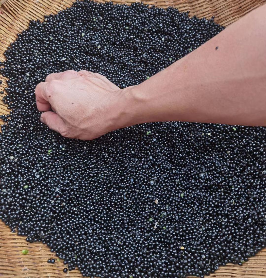 良种天冬种子 天门冬种子 大天冬种子