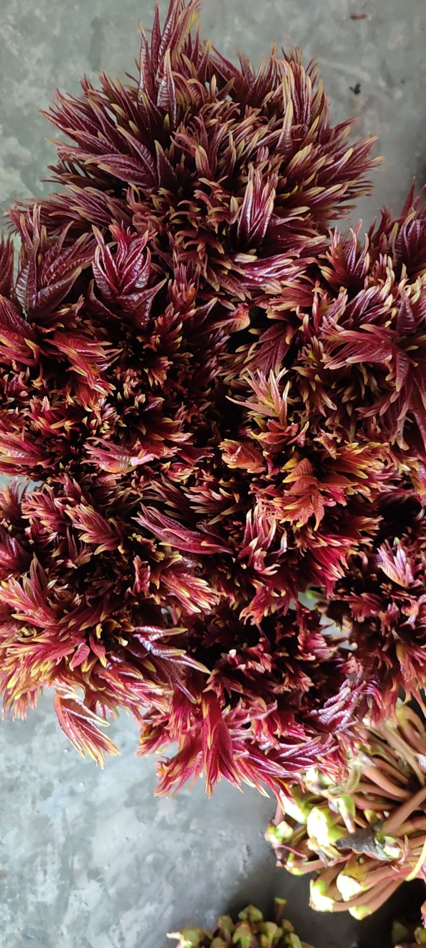 红油香椿  四川红香椿芽大竹县香椿芽基地大量出货支持一件代发