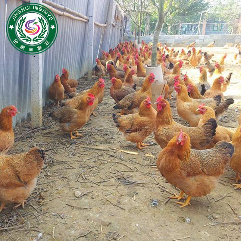 正宗灵山土鸡苗桂香土鸡苗凤翔土1.5土2麻鸡苗阉鸡苗品种