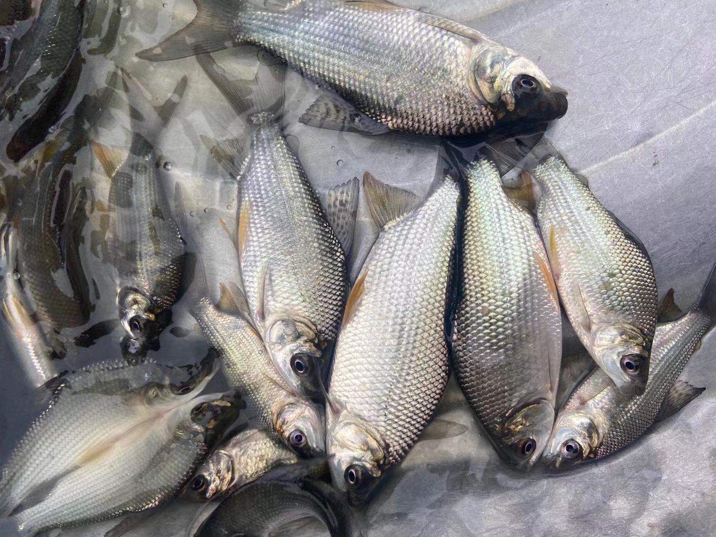 鳊鱼苗，武昌鱼苗，家族鱼苗一手货源，量大从优包送到塘口。。