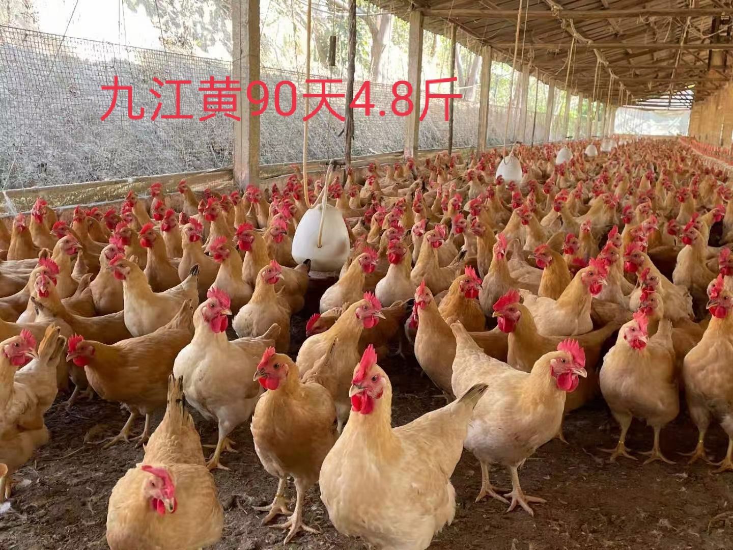 土三黄鸡苗 全国发货 包注射疫苗 运输途中死苗包赔
