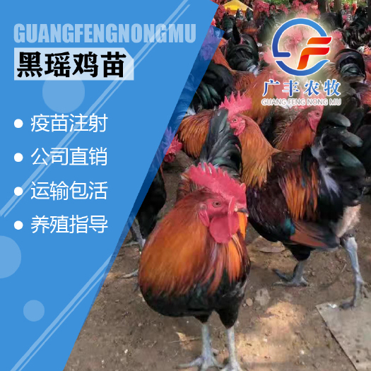 南宁红瑶鸡苗，黑瑶鸡苗，品相好，包打疫苗技术提供