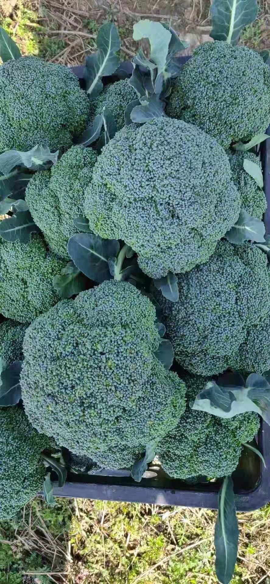 绿翡翠西兰花 西兰花