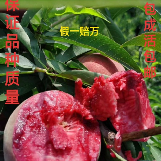 沛县血桃苗 0.6公分以上 