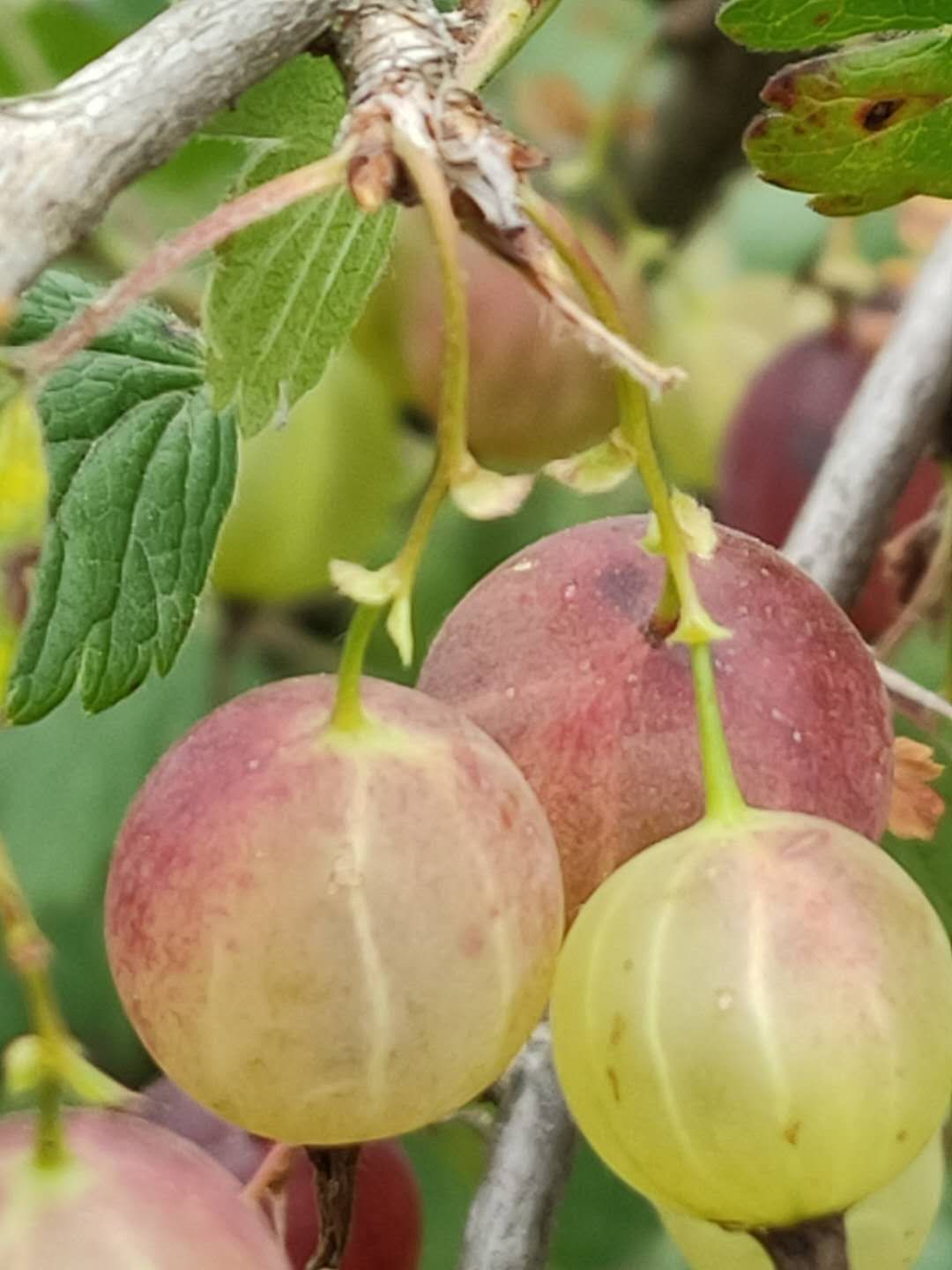 灯笼果苗，黄树莓苗，蓝靛果苗，黑树莓苗，黑加仑苗钙果