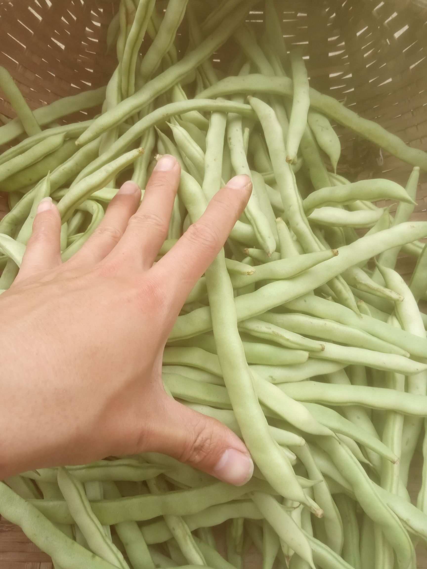 广东产地新鲜四季豆 白花四季豆 包邮田地直发