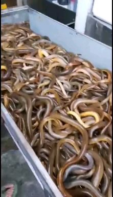 广州菲律宾黄鳝 长鱼温水黄鳝
