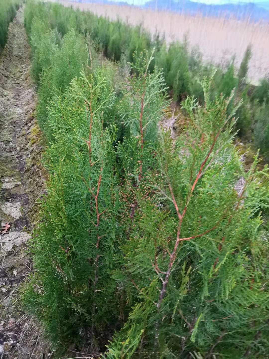 大量供应两年生侧柏小苗，主营罗汉松，枫香，木荷，檫木，桤木等