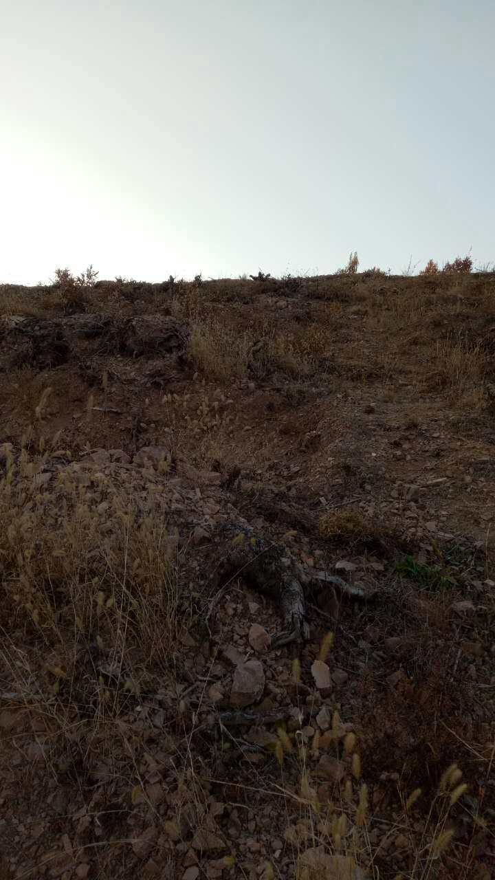 荒地  林地  烟台林地+水库梯田转出租或流转