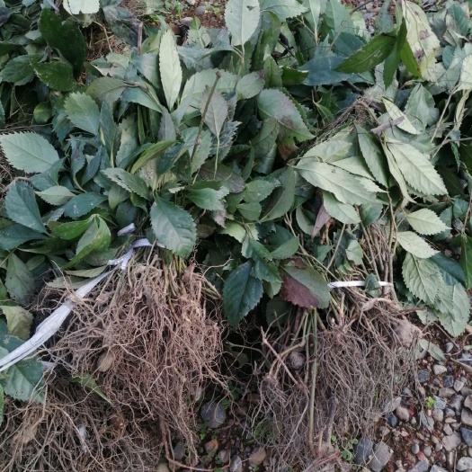 营山县四川草珊瑚苗，种植基地，多年生草本植物，生命力强。一次性投资