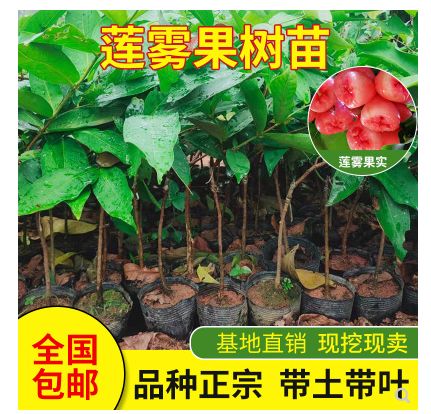 大叶红莲雾苗  莲雾果树苗嫁接苗大叶红黑金刚莲雾苗黑珍珠巴掌红莲雾苗当年结果
