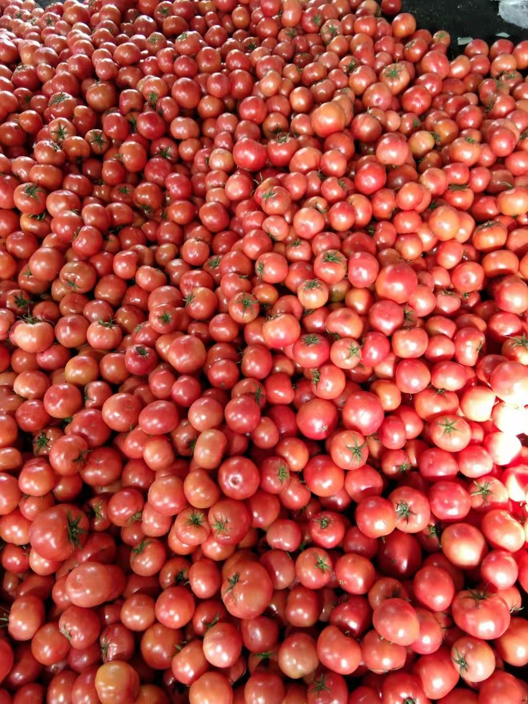 山东省临沂费县硬粉西红柿现在大量上市诚信第一精品，通货，