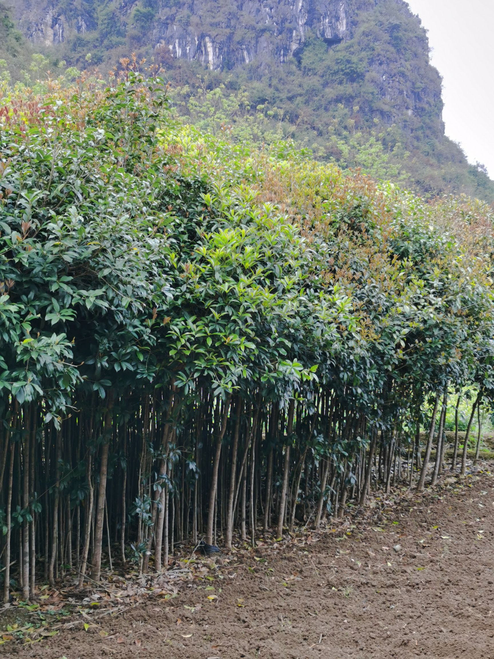 桂花树苗 八月桂   金桂花   场地供应十万棵