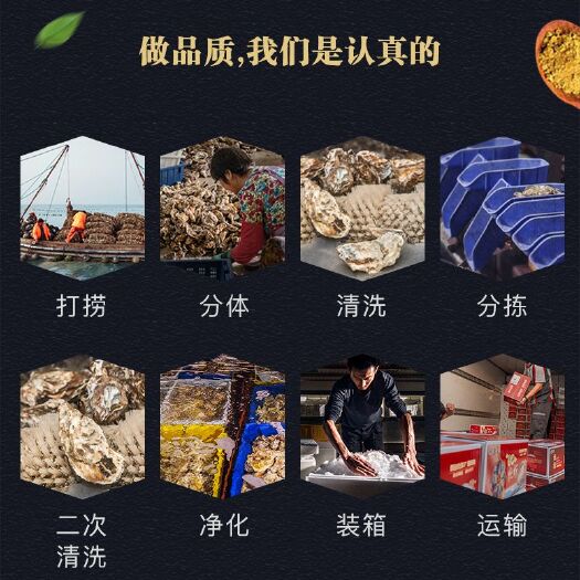 深圳三倍体生蚝 餐饮直供乳山生蚝，珠三角直供，一手货源，深圳东莞广州惠州佛山