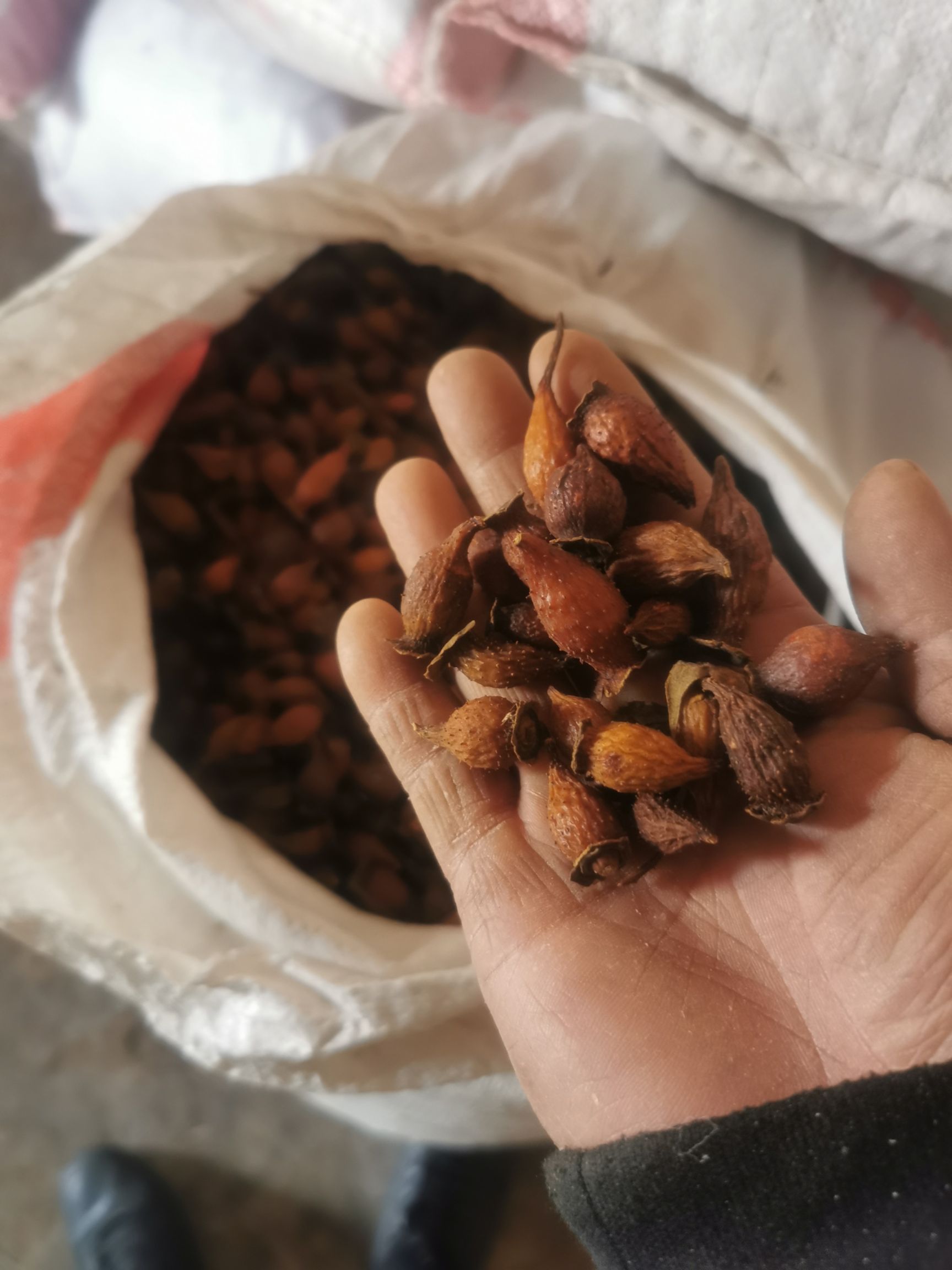 湖北钟祥金樱子中药材果实籽仁