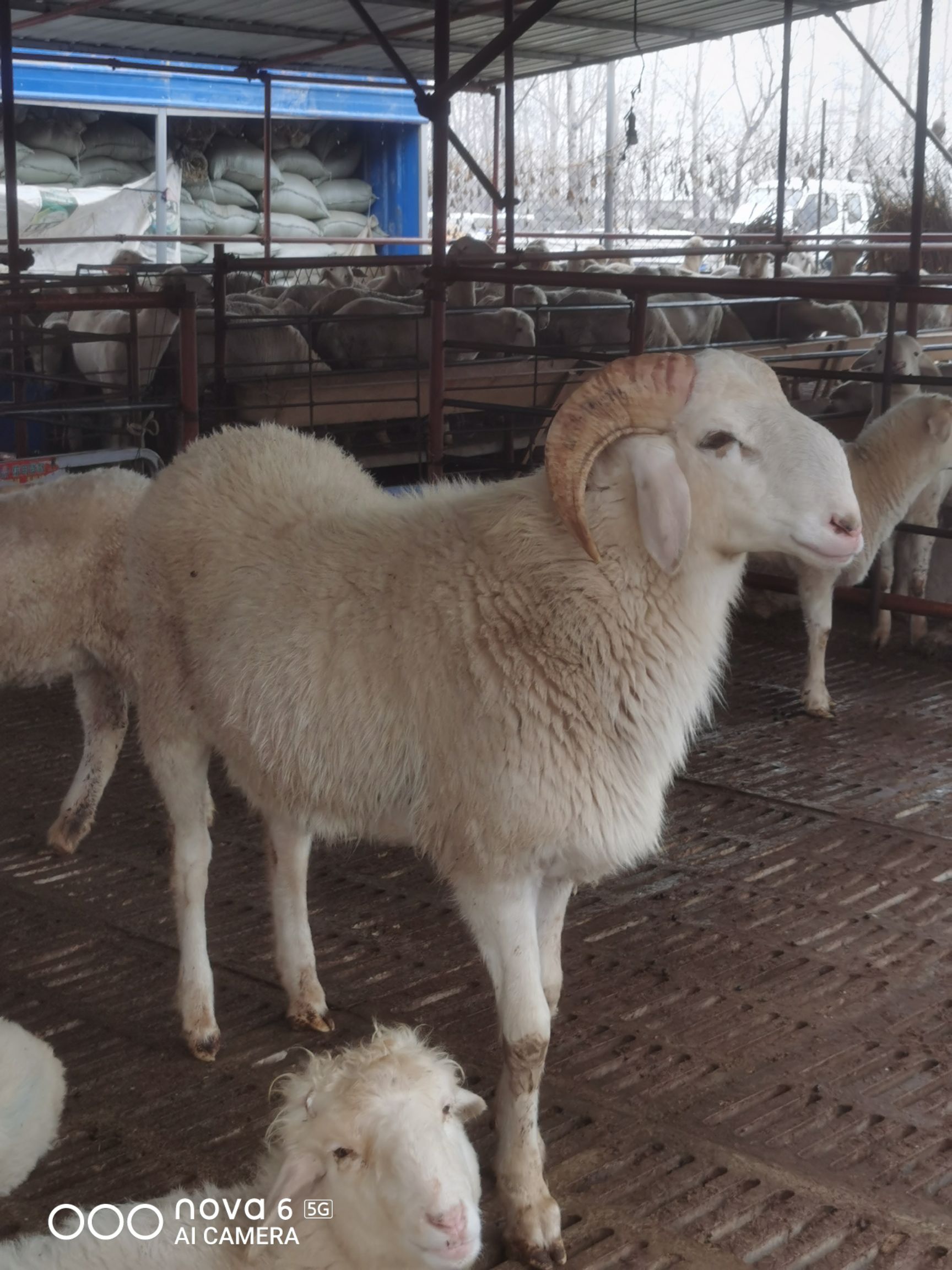 绵羊  养殖场出售纯种小尾寒羊