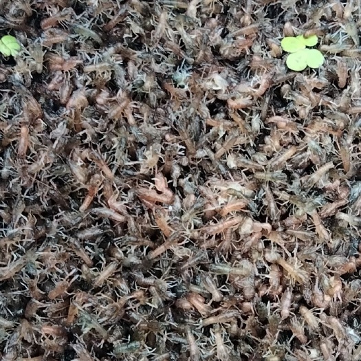 江门红螯螯虾