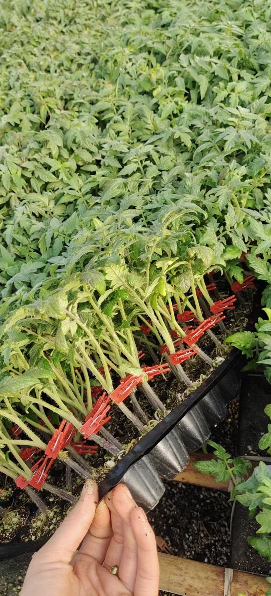 小西瓜苗 嫁接苗 容器苗 6~10公分 0.5公分以上