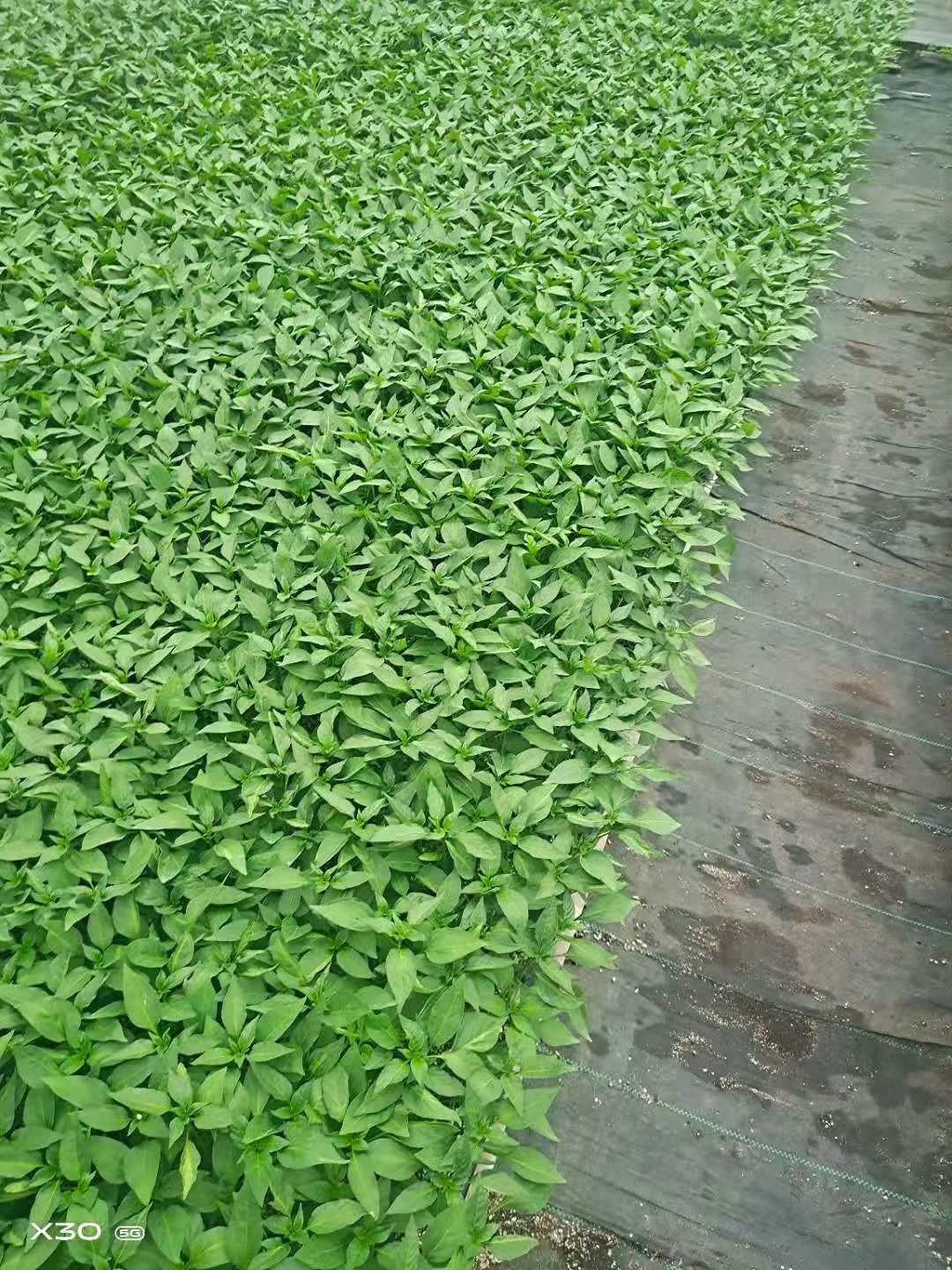 大粉番茄苗 三叶一心 