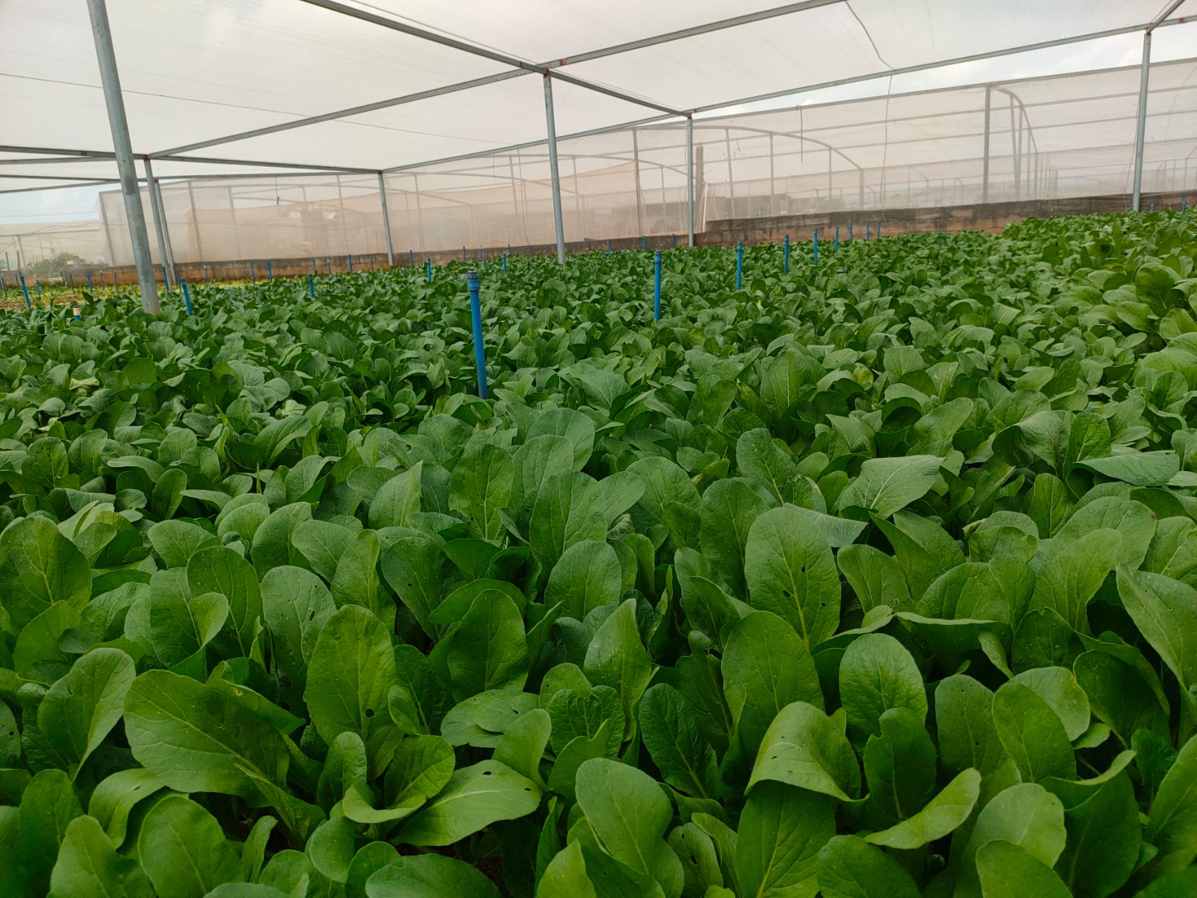 菜心 海口本地珍珠菜