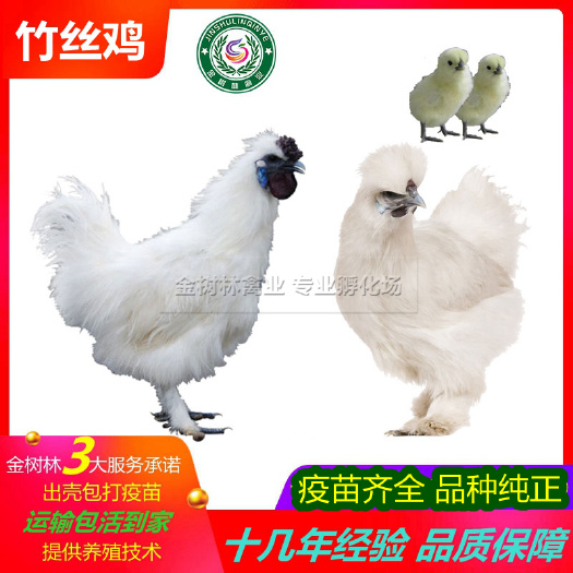 南宁正宗泰和白凤乌鸡苗 竹丝鸡苗 黑肉乌骨鸡苗 包打疫苗提供技术