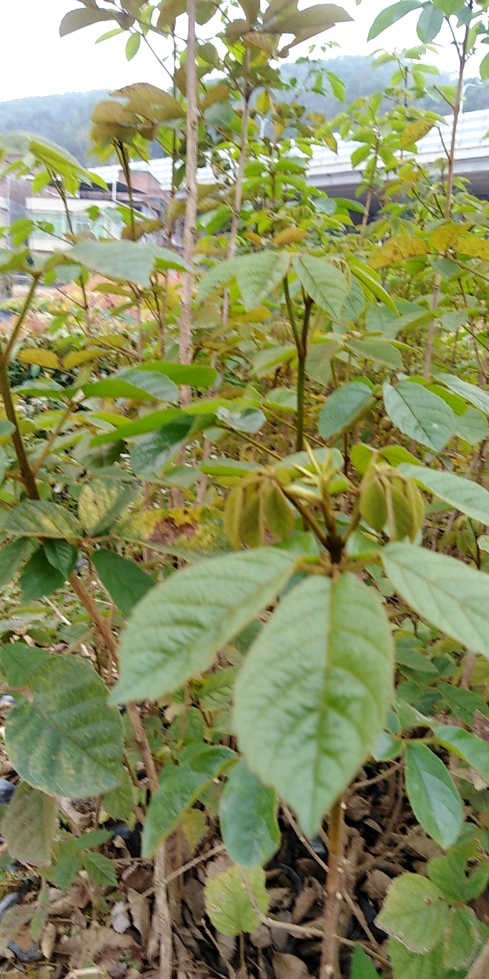 黄花风铃木  黄花风铃苗、绿化树苗