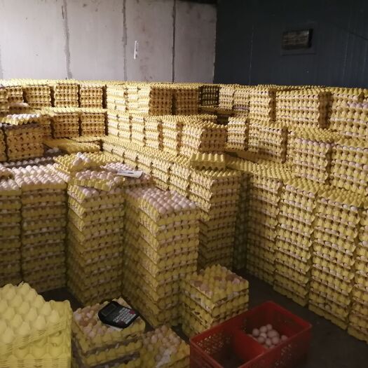 安阳县粉壳蛋 精品鸡蛋，土鸡蛋