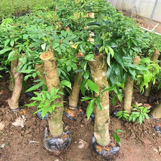 灵山县怀枝荔枝苗  荔枝高压苗 带土带叶发货 包邮
