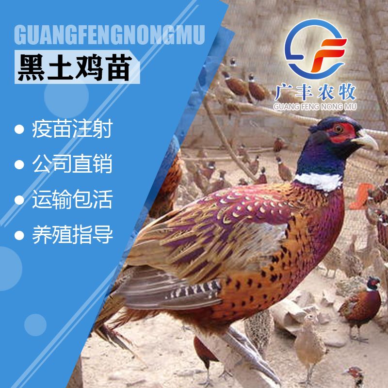良凤花鸡苗，快大型鸡苗，出栏快，包打疫苗