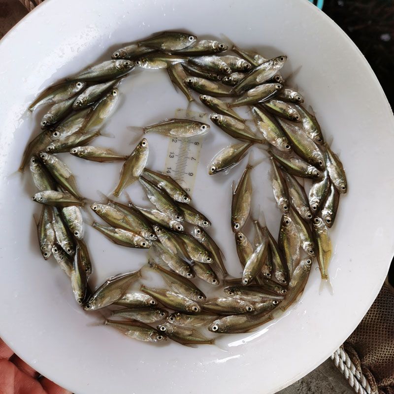 2021年鳊鱼苗新苗上市 武昌鱼苗 边鱼 三角鲂 圆头鲂鱼苗