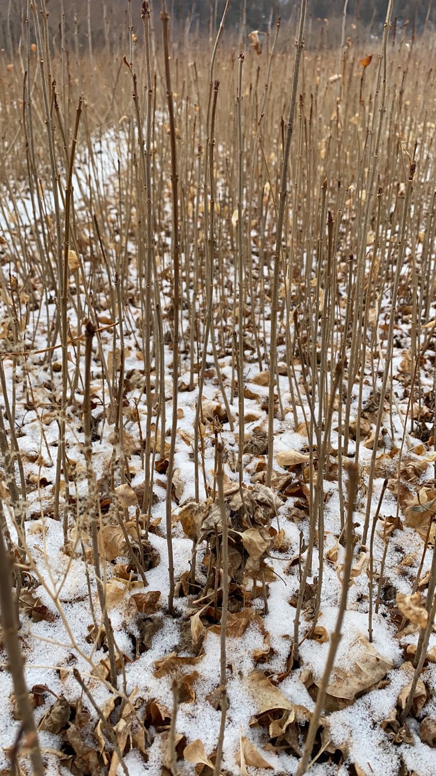 大叶紫丁香 大叶丁香小苗，工程苗二年苗堆苗