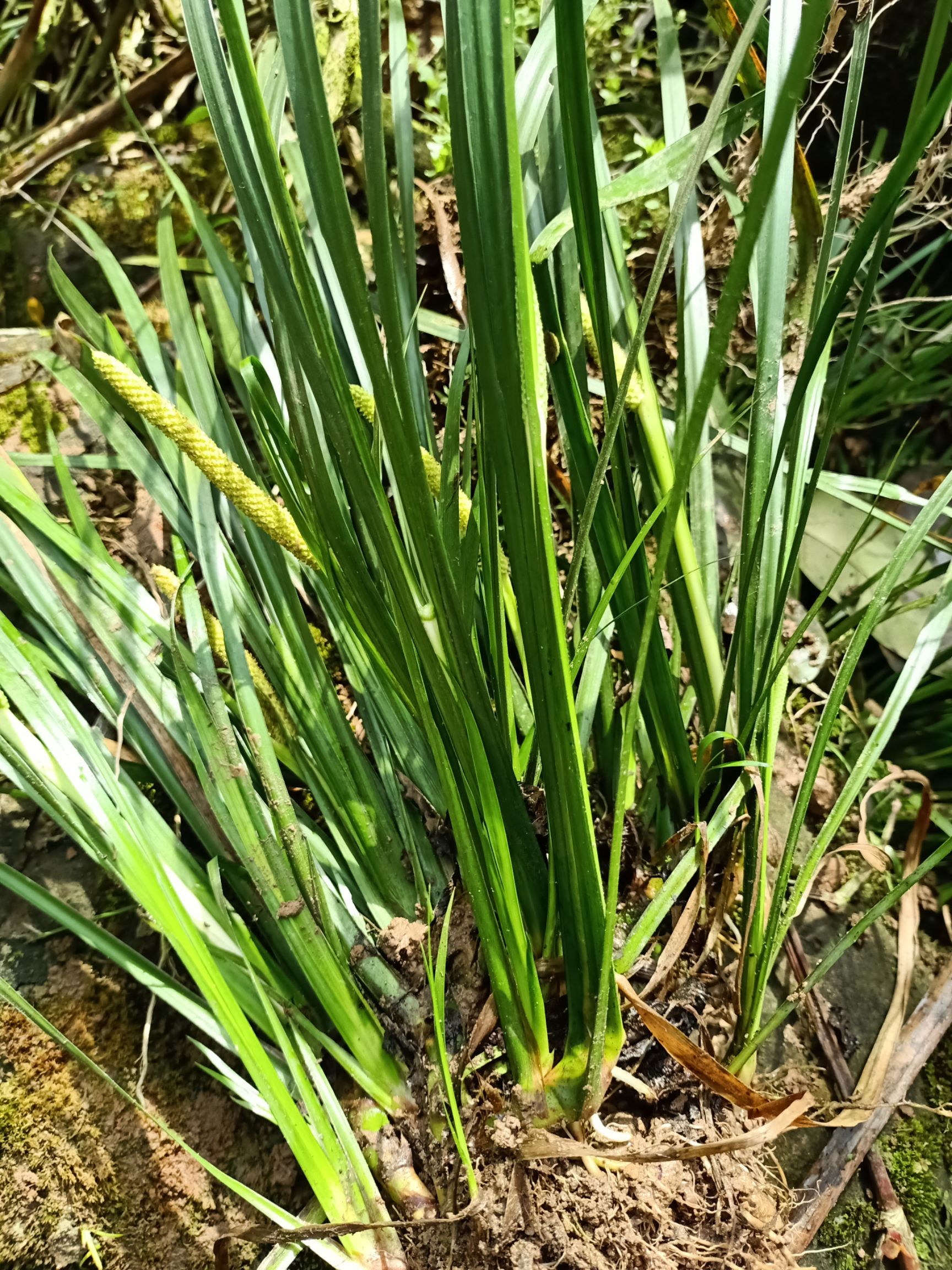  石菖蒲，石菖蒲苗，产地直发，货源充足，提供技术指导。