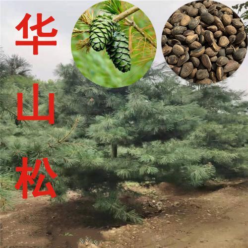 沭阳县林木种籽子华山松种子松树种子