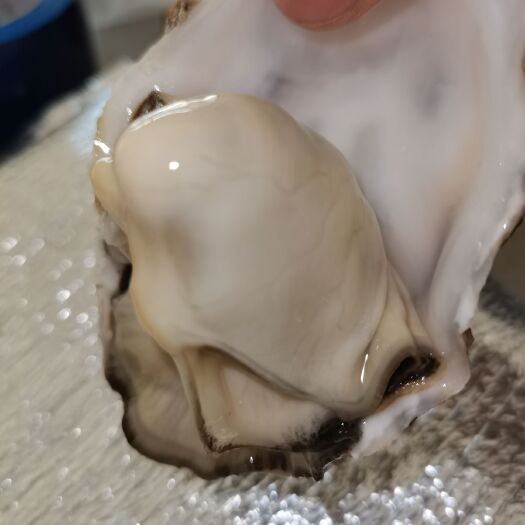 深圳三倍体生蚝 山东威海乳山生蚝深圳东莞广州直供，可以做刺身的生蚝，欢迎合作