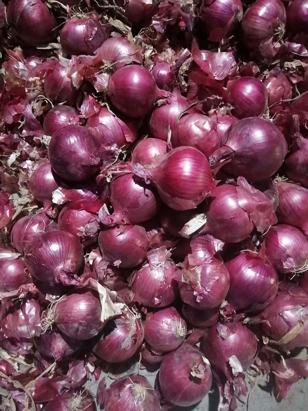 红皮洋葱  紫皮洋葱  紫皮大个头洋葱  颜色亮 球形好 无腐烂