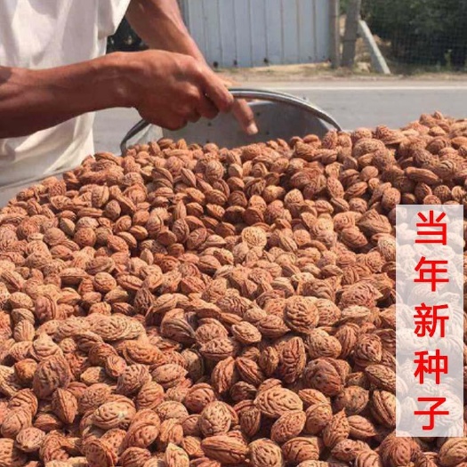新采桃树种子山桃种子 毛桃种子