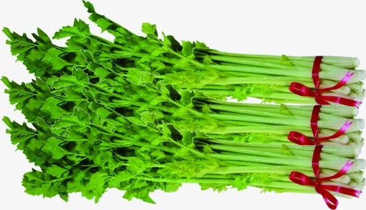 毛芹  大棚种植