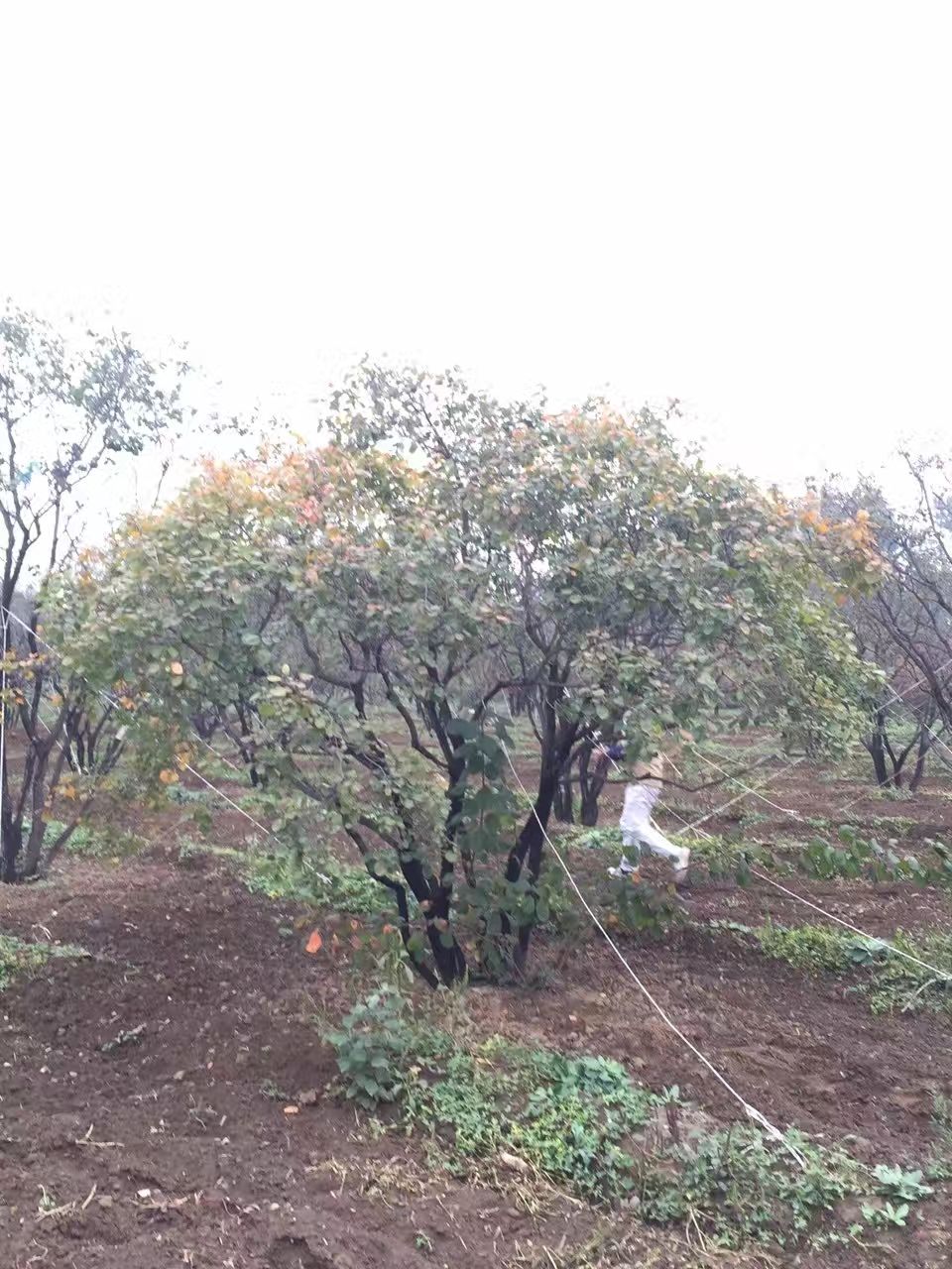 天津蓟县200亩苗圃整体转包 价格优惠