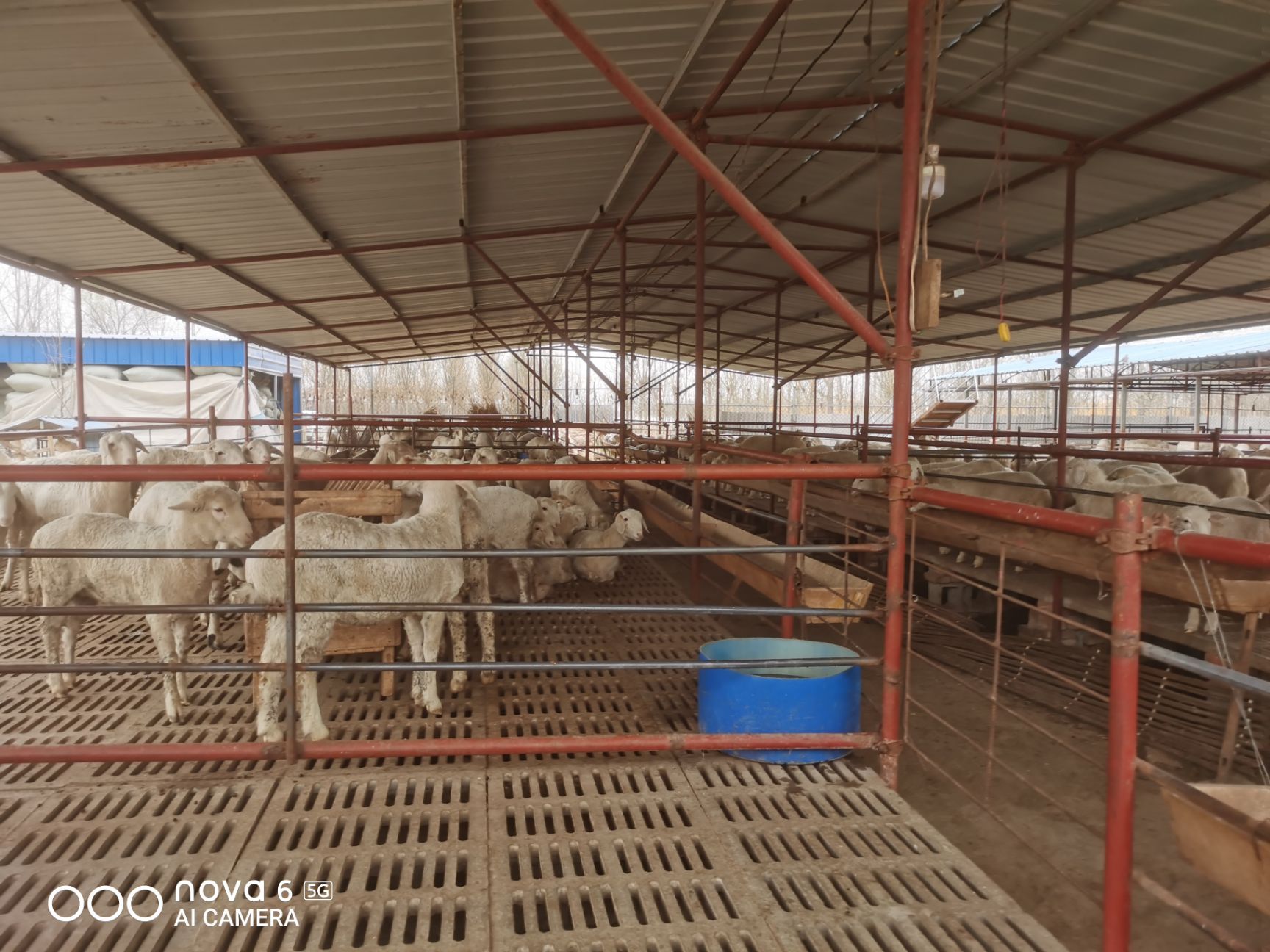 绵羊  养殖场出售纯种小尾寒羊