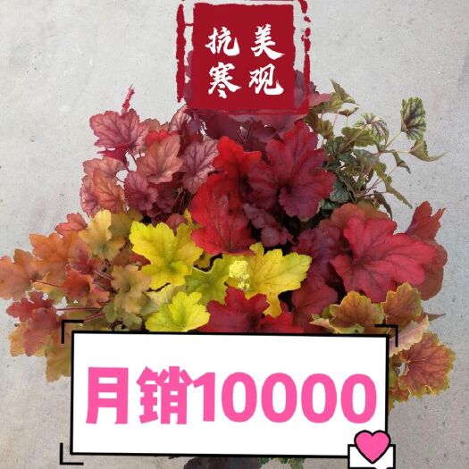 沭阳县矾根种苗  矾根植物，变色叶观赏植物