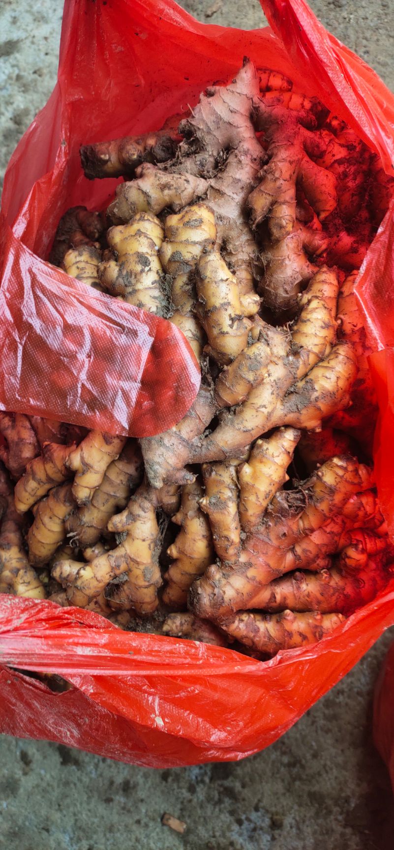 湖南郴州小黄姜，姜种。