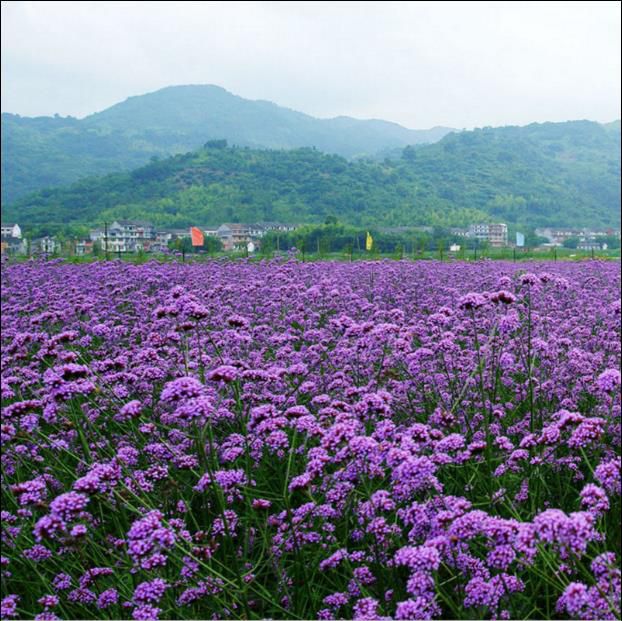 柳叶马鞭草种子阔叶马鞭草种子马鞭草种籽花海种子