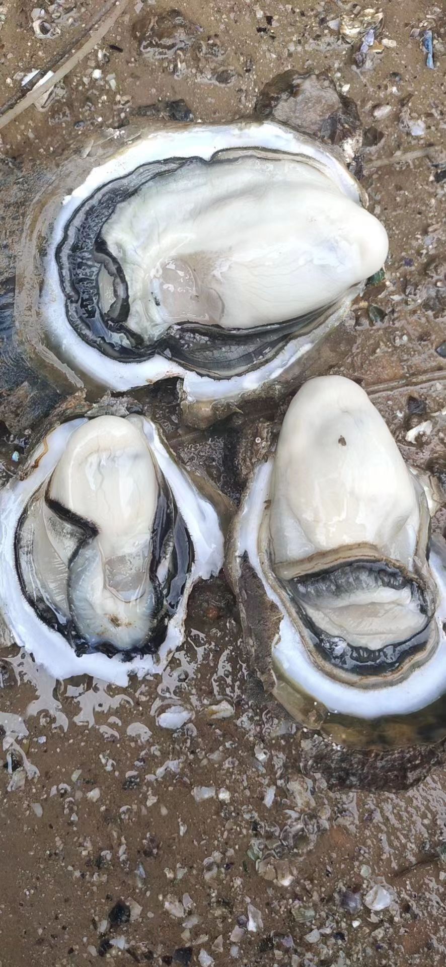 牡蛎  广东湛江生蚝台山生蚝整箱批发