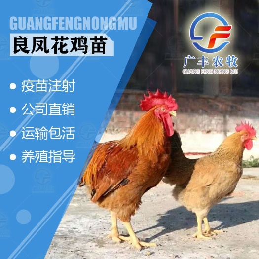 南宁良凤花鸡苗，快大型鸡苗，出栏快，包打疫苗