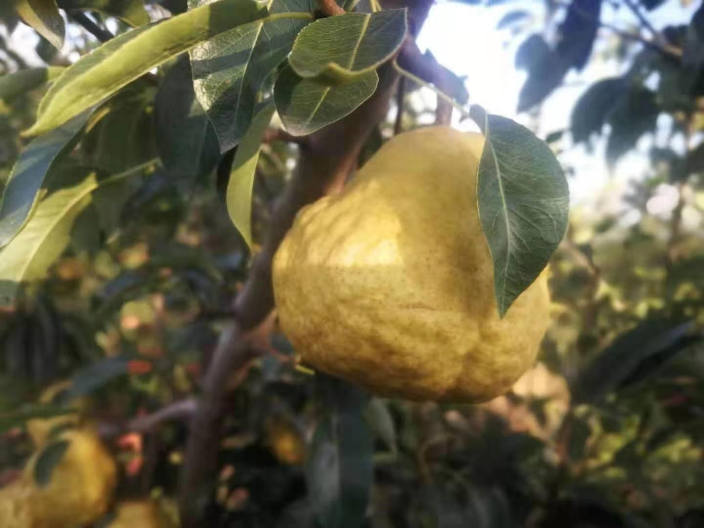 丑梨 胶东半岛独有，有机肥种植